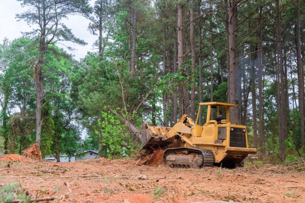 Forestry Clearing in Brighton