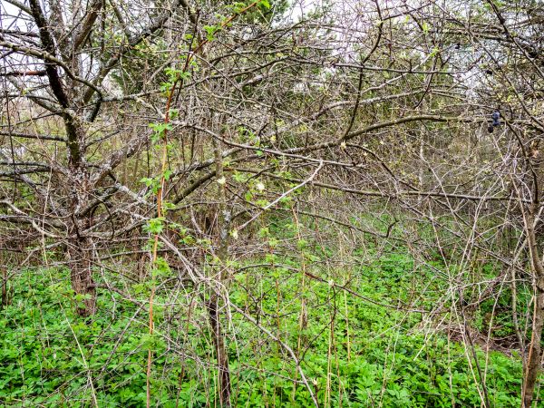 Underbrush Clearing in Brighton