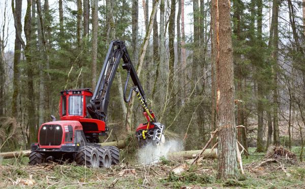 Forest Clearance Service in Brighton