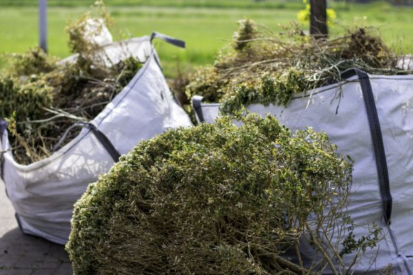 Bushes Clearing in Brighton