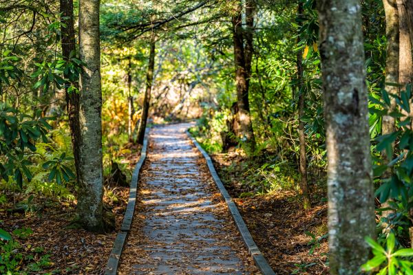 Trail Clearing in Brighton